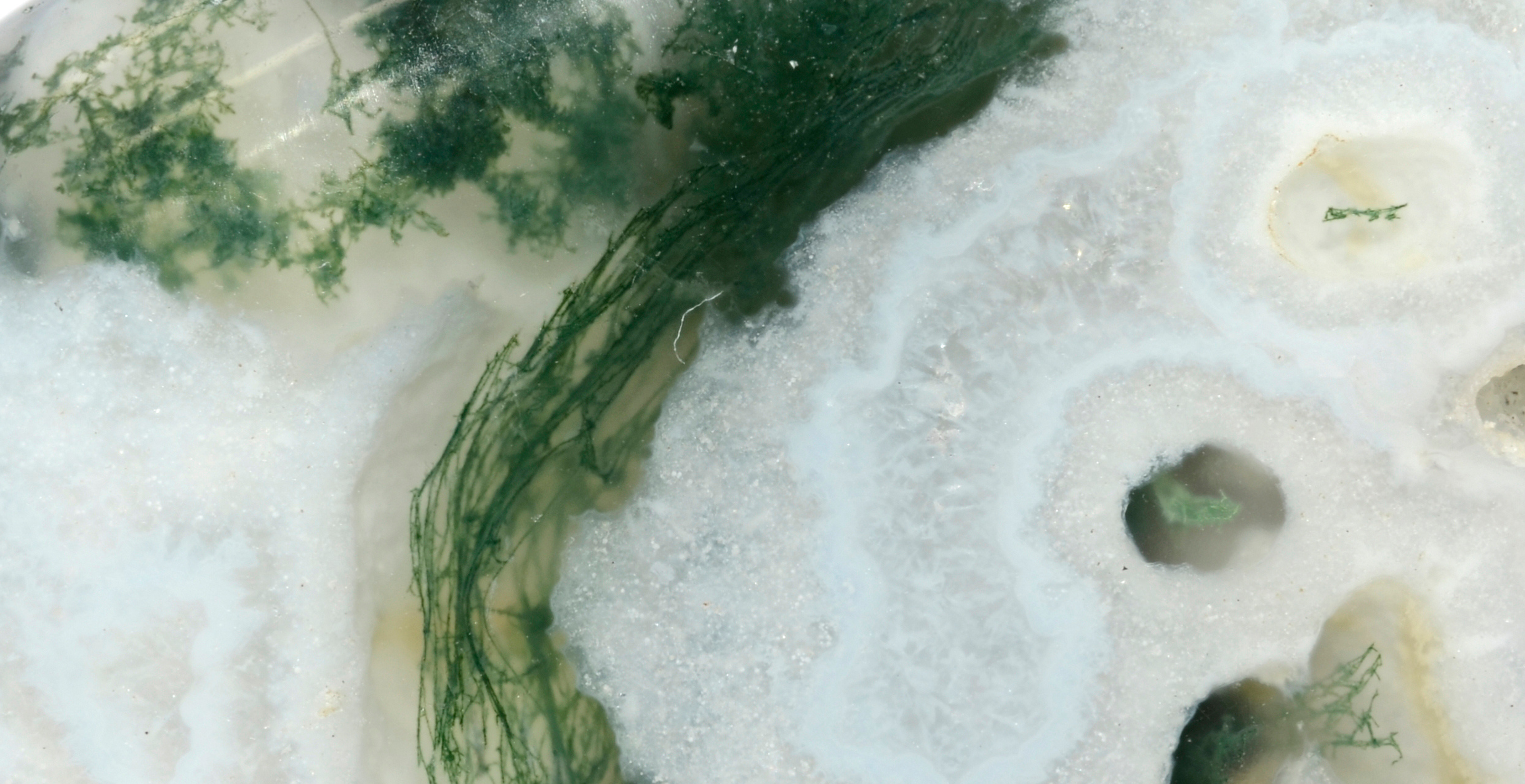 L'Agate arbre